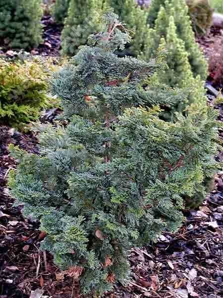 Chamaecyparis obtusa 'Split Rock' 
